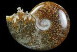 Polished, Agatized Ammonite (Cleoniceras) - Madagascar #97346-1